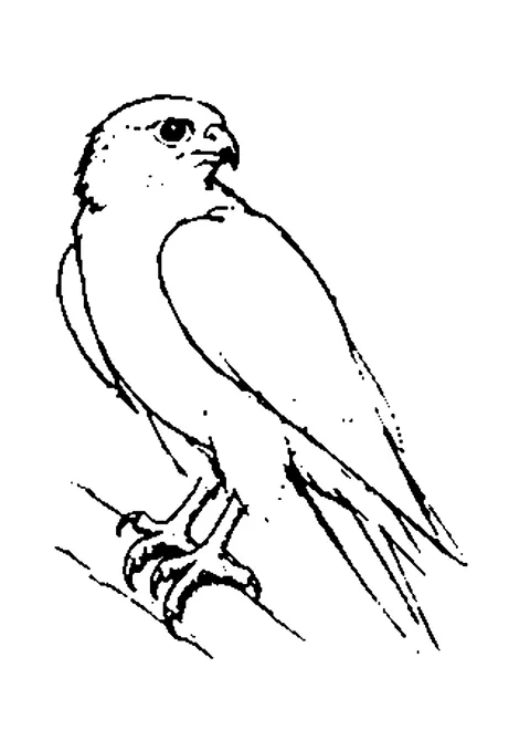 Ausmalbild: Falke sitzt auf einem Ast