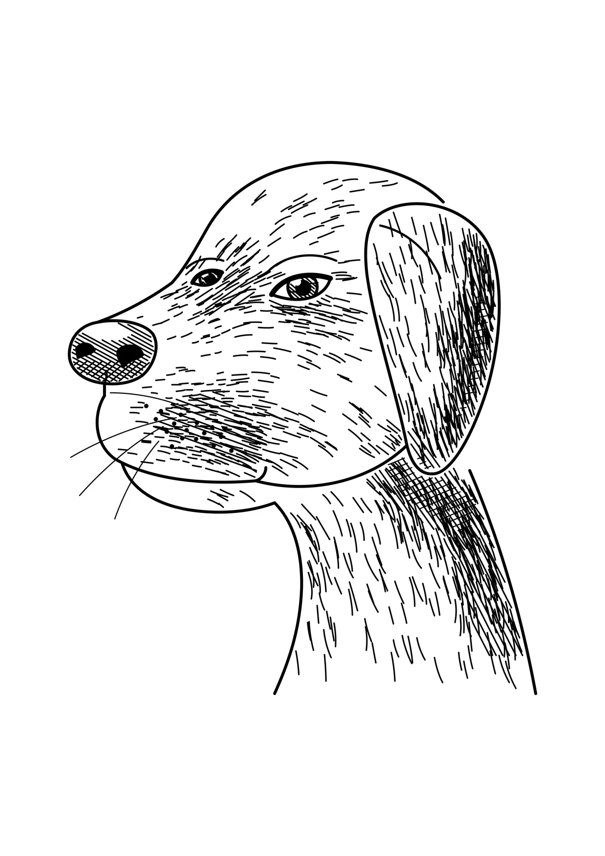 Ausmalbild: realistisches Labrador-Porträt mit Fellstruktur