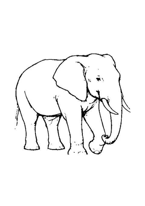 Ausmalbild: realistischer Elefant mit Stoßzähnen