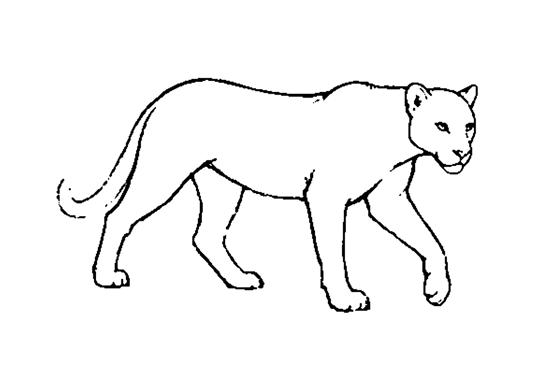 Ausmalbild: realistischer Leopard beim Gehen