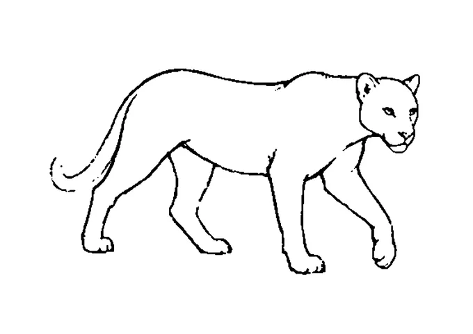 Ausmalbild: realistischer Leopard beim Gehen