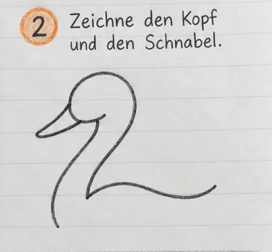 Der Schwan mit rundem Kopf, langem Schnabel und einem Hals aus zwei Linien.
